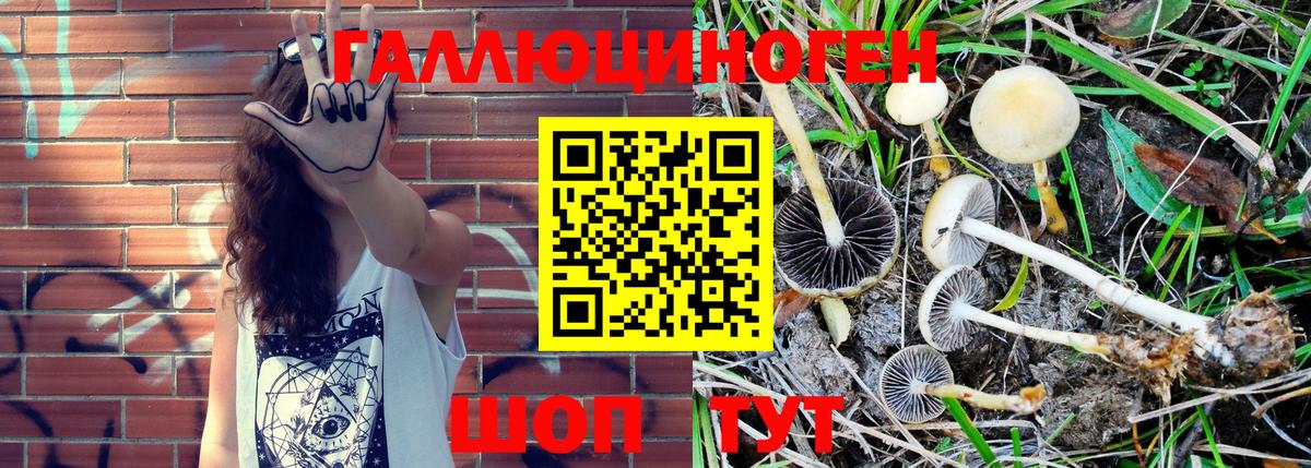 Галлюциногенные грибы Psilocybine cubensis Нижний Новгород